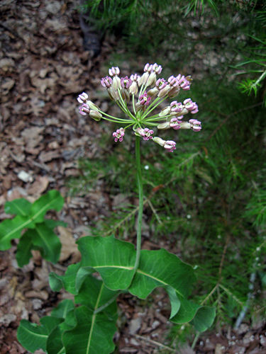 Asclepias amplexicaulis